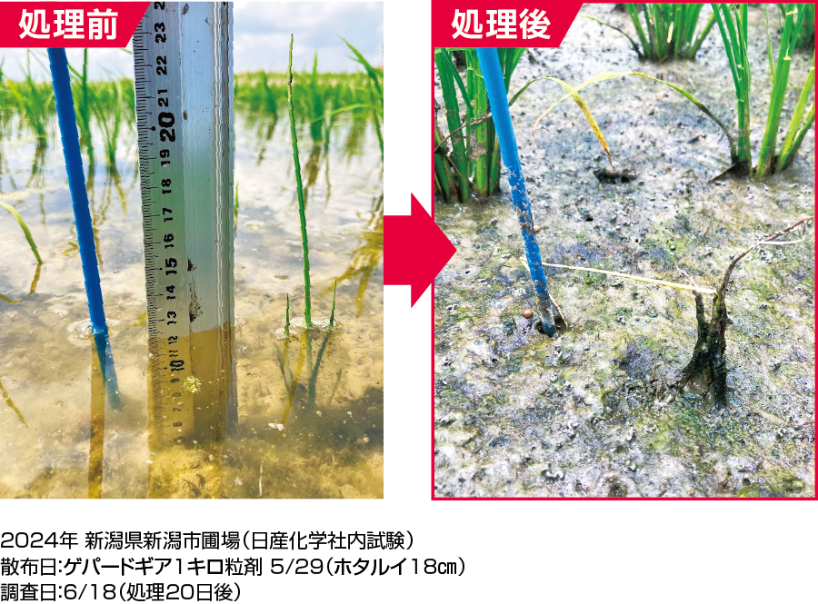 花茎20㎝のホタルイに対する効果