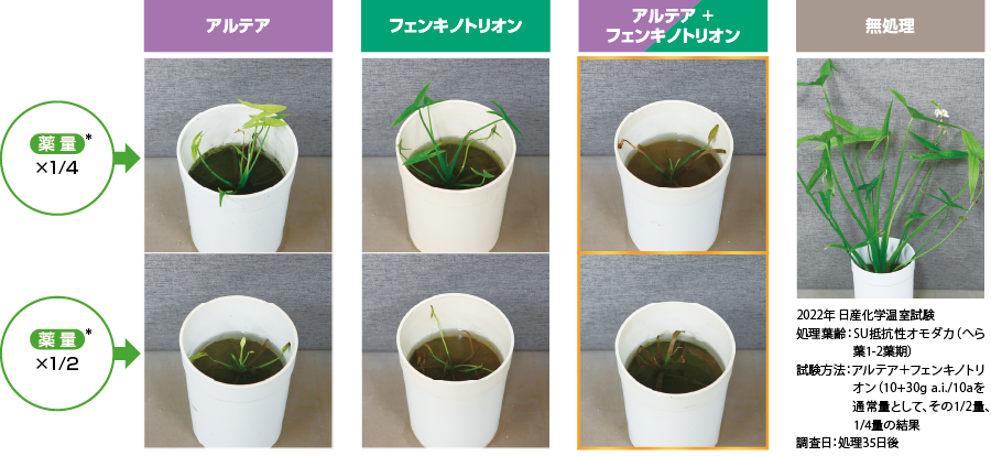 アルテア(メタゾスルフロン)と、テフリルトリオンは相性が良い!