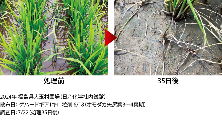 花茎20㎝のホタルイに対する効果