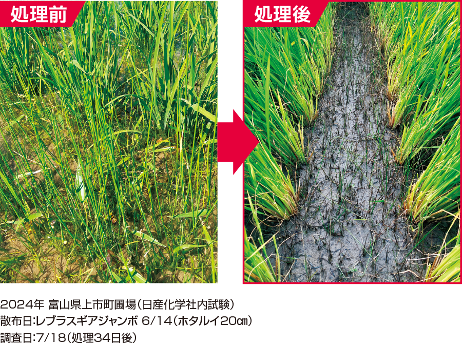 花茎20㎝のホタルイに対する効果
