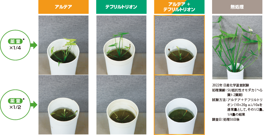アルテア（メタゾスルフロン）と、テフリルトリオンは相性が良い!