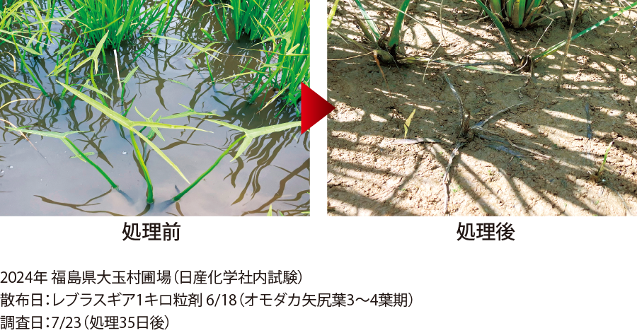 花茎20㎝のホタルイに対する効果