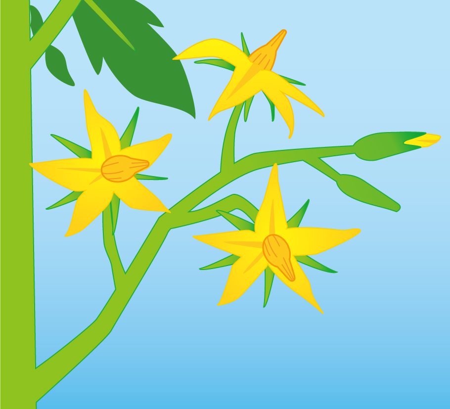 トマトの花