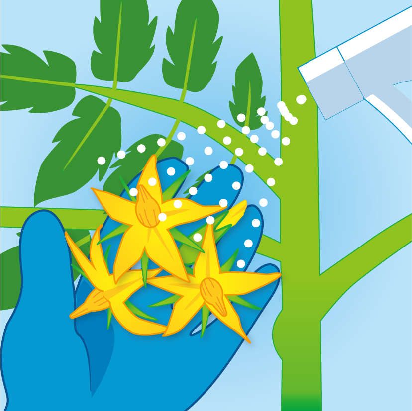 トマトの花への散布方法