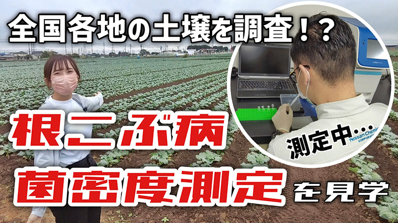 全国各地の土壌を調査！？　根こぶ病菌密度測定を見学！