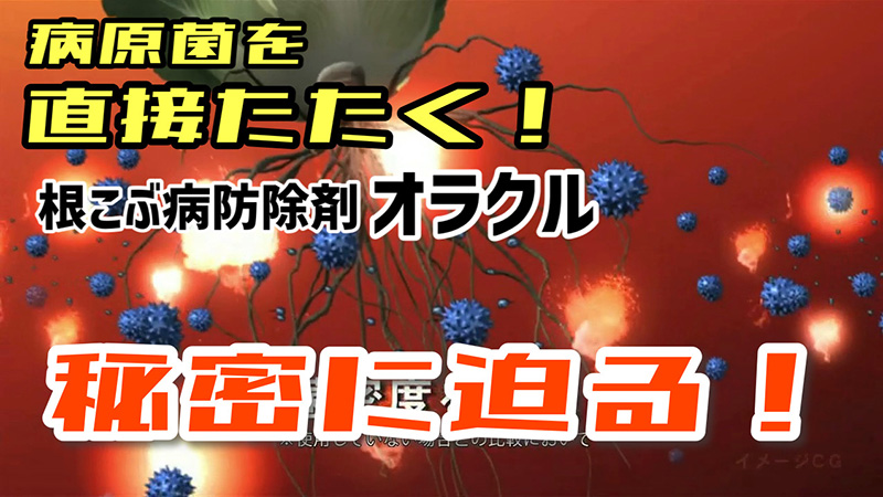 【VP動画】病原菌を直接叩け！根こぶ病菌防除剤「オラクル」